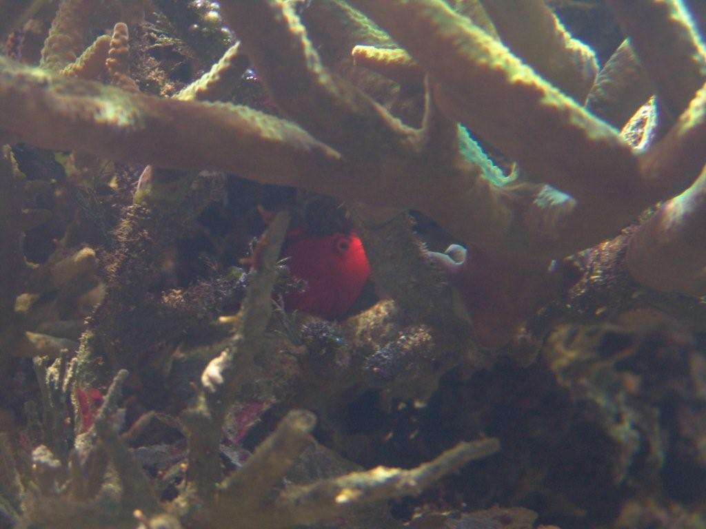 Aquarium de Londres