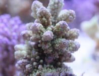 AquariHome