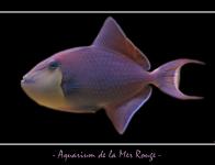 Aquarium de la Mer Rouge