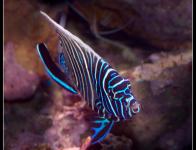 2 Poissons