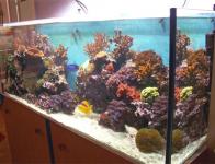 1 Aquarium
