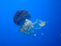 Aquarium de Londres