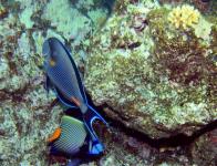 8 Plongee en Mer Rouge