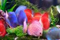 Interzoo 038