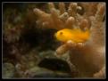 Gobiodon