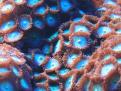 polypes7