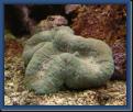Lobophyllia