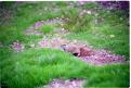 USA T04-15 Prairie Dog