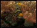 Gobiodon 2