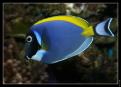 Acanthurus Leucosternon 2
