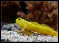 Cryptocentrus Cinctus 1