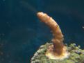 Acropora 3