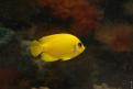 Aquarium de la Mer Rouge 060