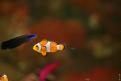 Aquarium de la Mer Rouge 047