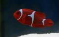 Mer Rouge 023