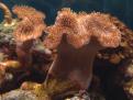 Sarcophyton