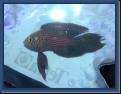 Calloplesiops-altivelis---P