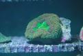 Aquarium de la Mer Rouge 098