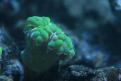 Aquarium de la Mer Rouge 080