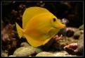 Zebrasoma Flavescens