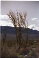 USA T04-33 Arbre
