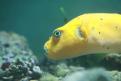 Aquarium de la Mer Rouge 137