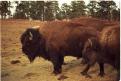 USA T02-04 Bisons