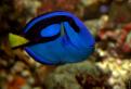 Paracanthurus hepatus (Doris dans Nemo)