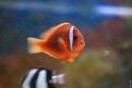 Aquarium de la Mer Rouge 027