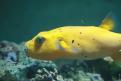 Aquarium de la Mer Rouge 140