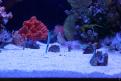 Interzoo 037