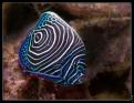 Pomacanthus Imperator Juvénile + Labroid Dimidiatus (2)