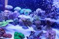 Interzoo 039