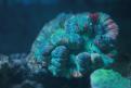 Aquarium de la Mer Rouge 083