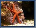 Etoile-de-mer-rouge