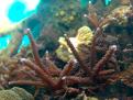 Acropora cervicornis
