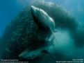 Requin Blanc