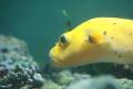 Aquarium de la Mer Rouge 139