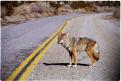 USA T04-32 Coyotte sur la route