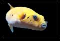Arothron meleagris