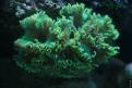 Aquarium de la Mer Rouge 008