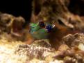 Synchiropus splendidus