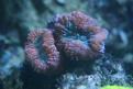 Aquarium de la Mer Rouge 082