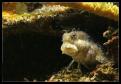Salarias Fasciatus