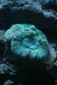 Aquarium de la Mer Rouge 022