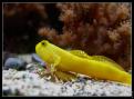 Cryptocentrus cinctus (2)