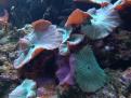 Discosoma