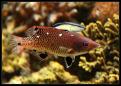 Bodianus Diana - Labroid Dimidiatus
