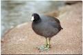 USA T04-16Canard noir
