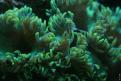 Aquarium de la Mer Rouge 033